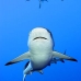 shark_greyreef_ver_v_0012_yap4427_2.jpg